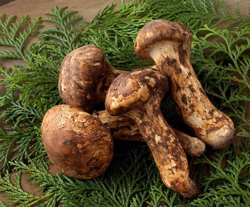 Vi sao nam Matsutake dat hon vang, gioi sieu giau lung khap the gioi?