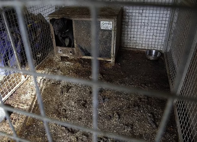 Cảnh sát đã thu giữ nhiều vật dụng khủng khiếp từ nhà Ali, bao gồm gậy tách chó, cột đu dây, vòng cổ sốc điện và bộ dụng cụ thú y chứa steroid và kháng sinh. Điện thoại của Ali chứa các video và báo cáo kinh hoàng về những trận đấu đẫm máu. Ảnh: thedailymail.co.uk.