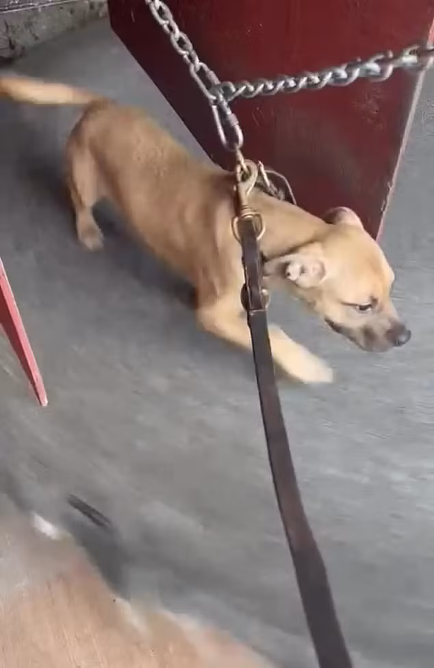 Billy Leadley, người cũng tham gia vào các trận đấu này, đã bị bắt cùng với 16 con chó sống trong điều kiện bẩn thỉu và tồi tàn. Leadley khai rằng đài chọi chó chỉ để cho những con vật "giao phối hoặc chơi đùa", nhưng các bác sĩ thú y khẳng định các vết thương trên chó là do những trận đấu kéo dài. Băng đảng này đã bị phơi bày trước công lý, nhưng sự tàn bạo của chúng vẫn để lại những ám ảnh kinh hoàng trong cộng đồng nước Anh, vốn được biết đến là quốc gia yêu thương và bảo vệ động vật. Ảnh: thedailymail.co.uk 