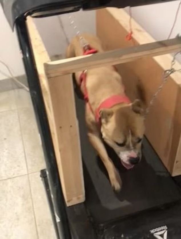 Những con chó được huấn luyện đặc biệt để chiến đấu bằng cách sử dụng máy chạy bộ, vòng cổ có trọng lượng, steroid và thuốc giảm đau. Ảnh: thedailymail.co.uk.