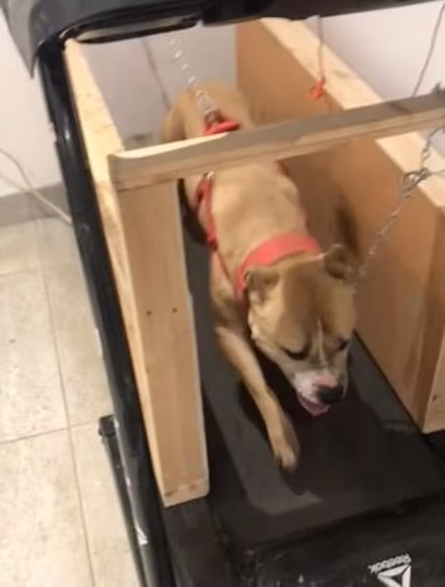 Những con chó được huấn luyện đặc biệt để chiến đấu bằng cách sử dụng máy chạy bộ, vòng cổ có trọng lượng, steroid và thuốc giảm đau. Ảnh: thedailymail.co.uk.