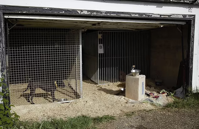 Cuộc điều tra mang tên Operation Ghoul của Hiệp hội Phòng chống ngược đãi động vật Hoàng gia Anh và xứ Wales (RSPCA) đã phát hiện ra Ali và đồng bọn đang tổ chức các trận chọi chó, không chỉ ở Anh mà còn ở Ireland và Pháp. Chúng huấn luyện chó trong 12 tuần, sử dụng các thiết bị tàn bạo như máy chạy bộ và vòng cổ nặng. Trong ảnh là chuồng chó bí mật trong nhà của Billy và Amy Leadley. Ảnh: thedailymail.co.uk.