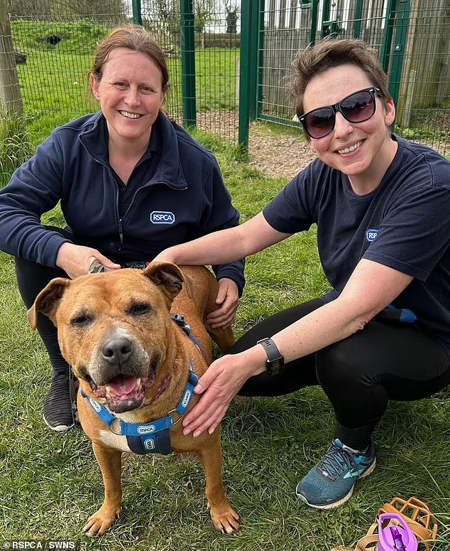 Vụ án đã phơi bày sự kinh khủng của ngành buôn bán chọi chó, vốn đã bị cấm ở Anh từ năm 1835, nhưng hiện đang có dấu hiệu quay trở lại trong vài năm gần đây. Số vụ được báo cáo tăng một phần ba từ năm 2020 đến 2023, với khoảng 2,000 trận đấu được biết đến trong giai đoạn này. Trong ảnh là một trong những con chó được giải cứu.