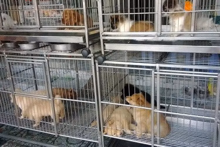 Chợ chó mèo Lê Hồng Phong, quận 10, TP HCM bán chó cảnh. Đây cũng là điểm thu mua chó, mèo bị mất cắp, nên nhiều người bị mất vật nuôi thường ra nơi này "nhận mặt" chó, mèo của mình và chuộc về (Ảnh: Zing)