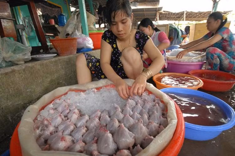 Chợ chuột Phù Dật được xem là chợ chuột lớn nhất miền Tây. Chợ nằm ở xã Bình Long, huyện Châu Phú, tỉnh An Giang, hoạt động mua bán sôi động nhất vào 5h-9h sáng mỗi ngày (Ảnh: Zing)