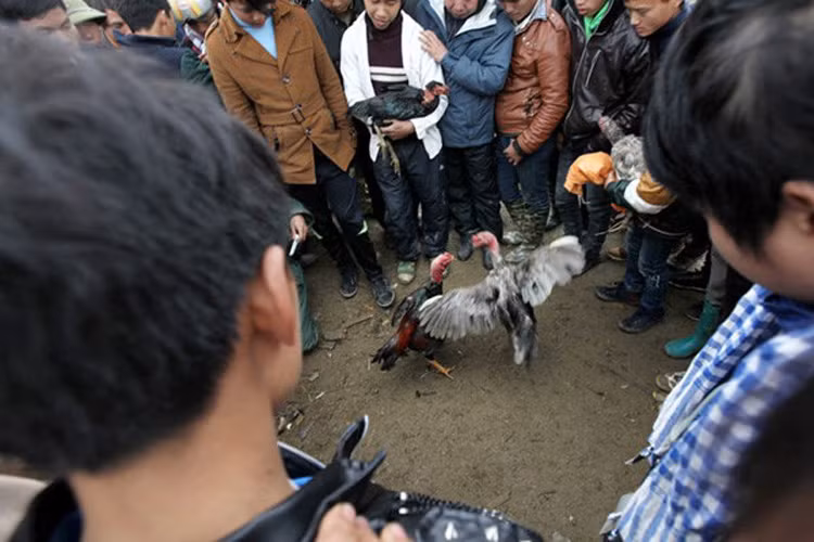 Chợ “gà chọi” Bắc Hà: Chợ tồn tại bên cạnh chợ phiên Bắc Hà (Lào Cai). Không nhất thiết đến đây mua hay bán gà, nhiều người mang gà chọi đến chợ với mục đích giao lưu. Mỗi con gà chọi được bán ở chợ với giá từ 1 đến 2 triệu đồng (Ảnh: Vietnamnet)
