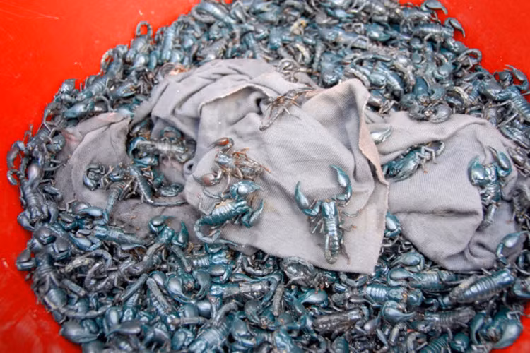 Chợ côn trùng bán các loại cực độc như rắn, rết, bọ cạp, tắc kè, nhện hùm,… đến đuông dừa, ve sầu, mối chúa... (Ảnh: KT)