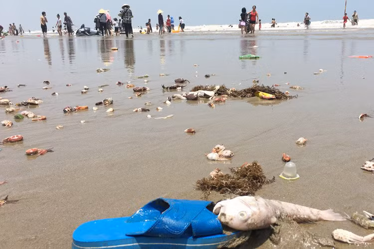 Cả rác cá, cua chết cũng dạt vào bãi biển. Ảnh: Quốc Huy