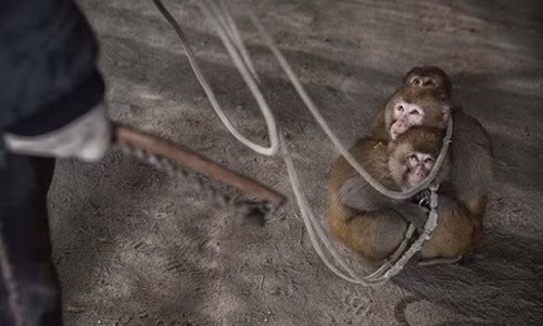 Su that tan khoc ve nhung dong vat trong rap xiec