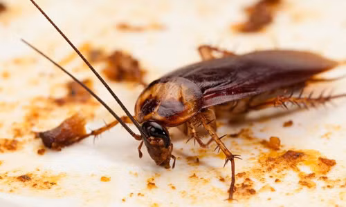 Bo ngay thoi quen dung dep dap gian keo hoi khong kip