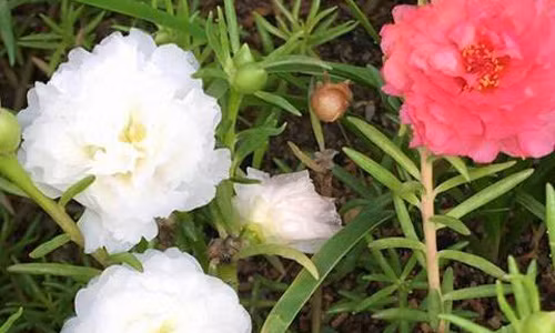 “Da mat” vuon lan ho diep cua me Viet o troi Tay-Hinh-3