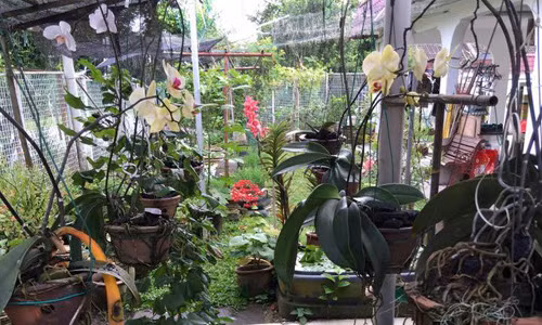 “Da mat” vuon lan ho diep cua me Viet o troi Tay-Hinh-2