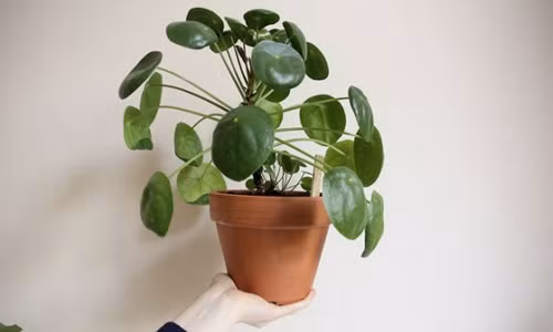 Trong cay nay at mang lai suc khoe va tien tai khong ngo