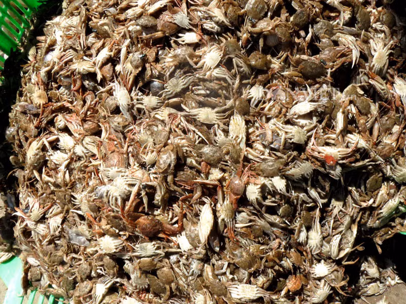 Để chế biến món này bạn chỉ cần lấy phần thịt ghẹ làm sạch, để ráo nước, tẩm ướp gia vị. Ảnh: Dân việt.