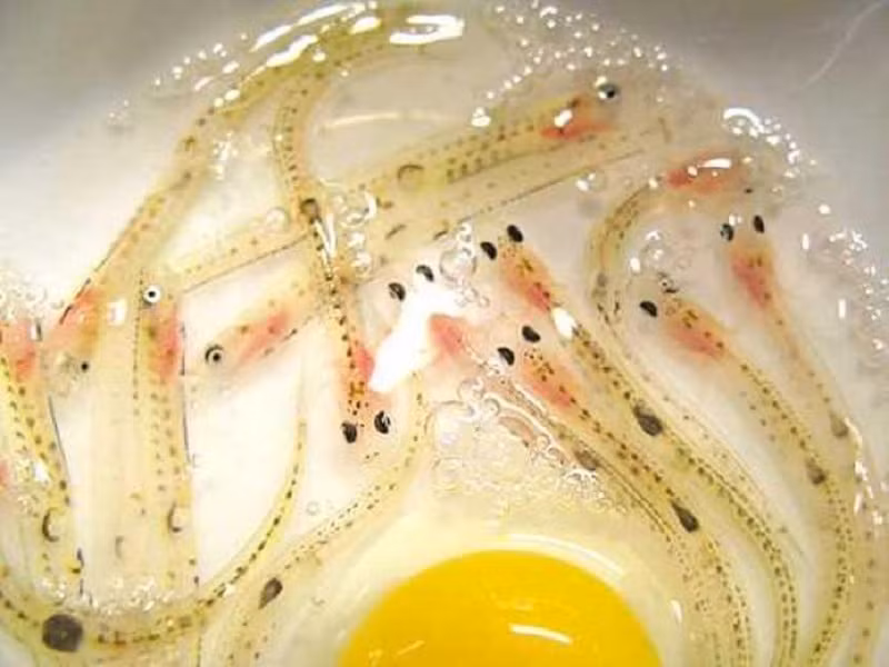 Cá non Shirouo no Odorigui: Đây là món ăn sống kinh dị của Nhật Bản nhưng lại được nhiều người nghiện.