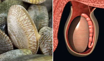 Ngao có hình dáng màu sắc như tinh hoàn nam giới.