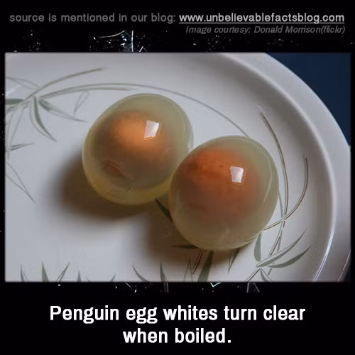 Hiện tại, món ăn bị cấm vì loài chim cánh cụt đang bị tận diệt do con người săn lùng và ăn trứng của chúng quá nhiều. Ảnh: Donald Morrison flick.