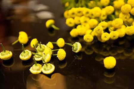 Không chỉ vậy hoa cúc còn có thể tận dụng để làm trà hoa cúc giúp điều hòa khí huyết, chữa các chứng cảm lạnh, sốt hoặc căng thẳng thần kinh.