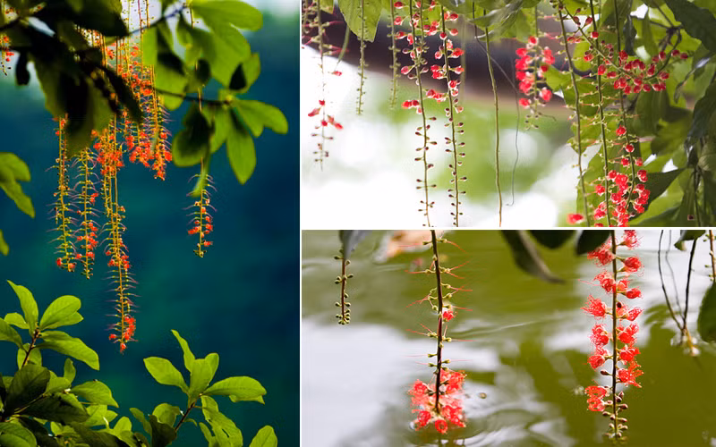 Bạn có thể sử dụng lộc vừng để chữa đau bụng thiêu chảy, sốt khi kết hợp với một số vị thuốc khác theo dân gian. Ảnh: Văn hóa miền Tây.