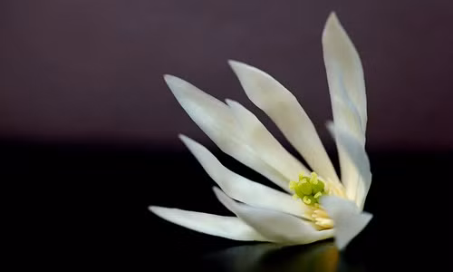 Cây ngọc lan có rất nhiều công dụng chữa bệnh khác nhau. Nước sắc của hoa Ngọc lan được dùng chữa trị rối loạn tiêu hóa, nôn mửa, sốt. Lá có thể dùng chữa trị các vết sưng tấy. Vỏ rễ cây ngọc dùng hạ nhiệt cơ thể tuyệt vời. Ảnh: Phapbao.