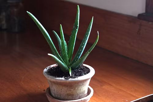 Cây lô hội cũng là loại cây tuyệt vời để trồng làm thuốc và làm cảnh ngay trong nhà bạn. Ảnh: Thuoctot24h.