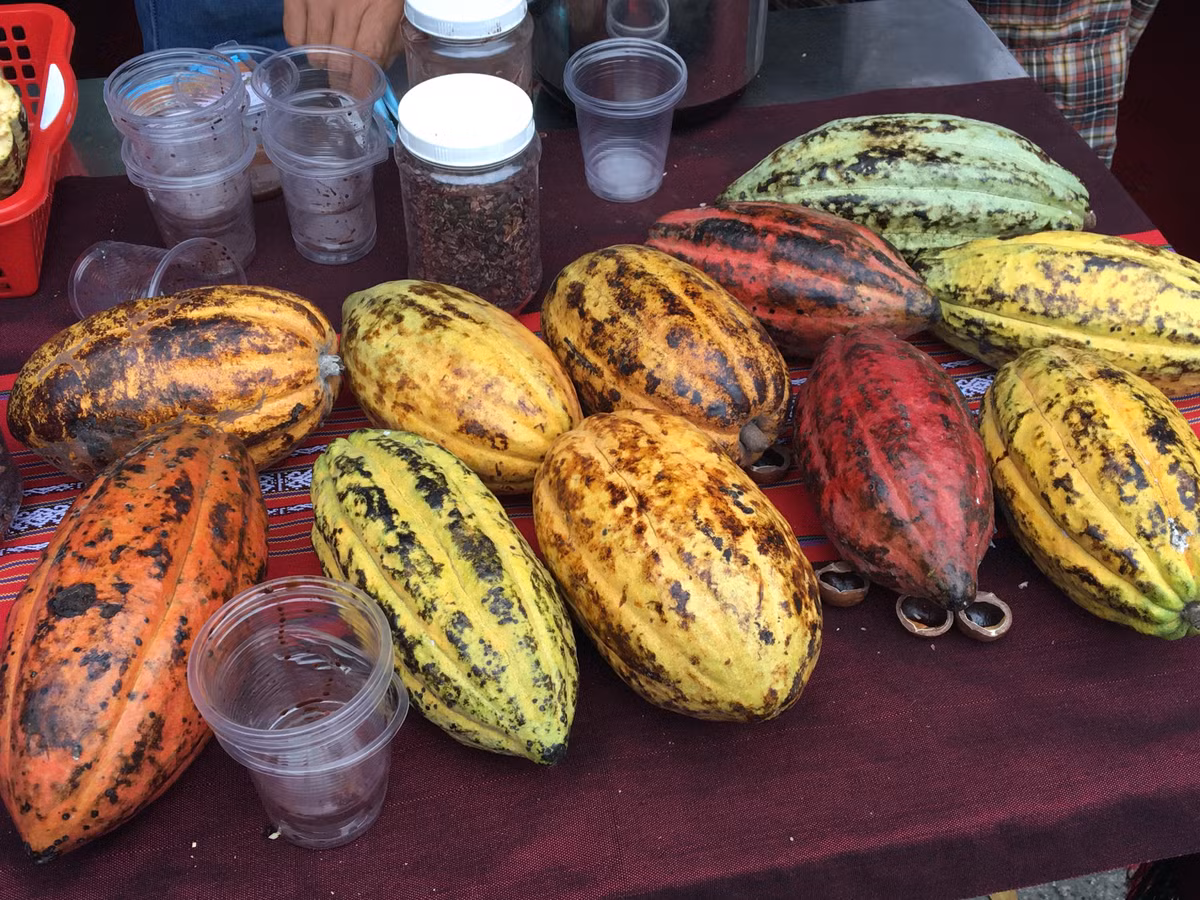 Được biết những trái ca cao tươi rất khó bảo quản, thông thường chỉ được 2 ngày. Khi quả bắt đầu chín vỏ sẽ chuyển từ màu xanh sang màu vàng rồi vàng cam sậm.