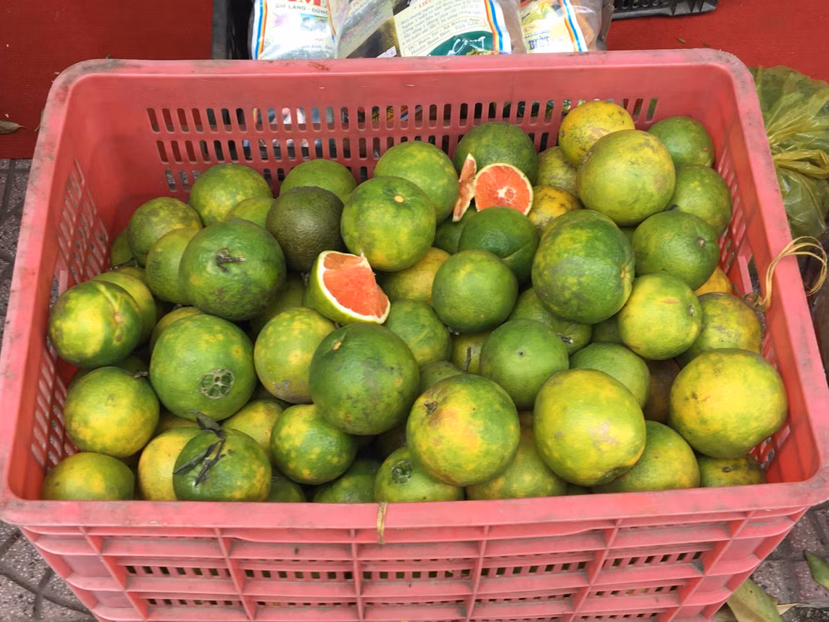 Cam ruột đỏ đào với vị ngọt đậm, màu sắc bắt mắt được trồng tại Lai Châu cũng được giới thiệu đến người tiêu dùng thủ đô trong dịp này.