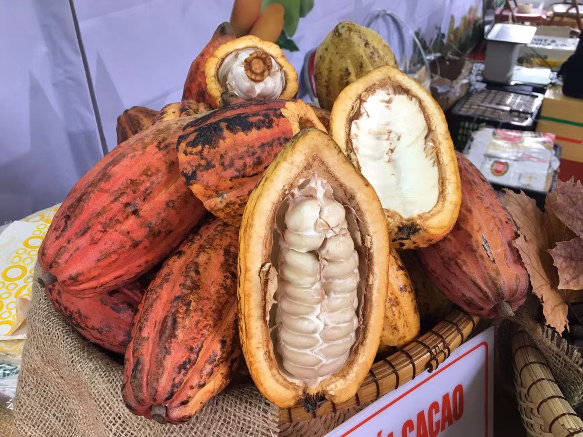 Trong hình là những quả ca cao tươi, được mục sở thị và uống thử sản phẩm ca cao tươi được trồng tại Việt Nam tại Hà Nội cũng là cơ hội hiếm với nhiều người.