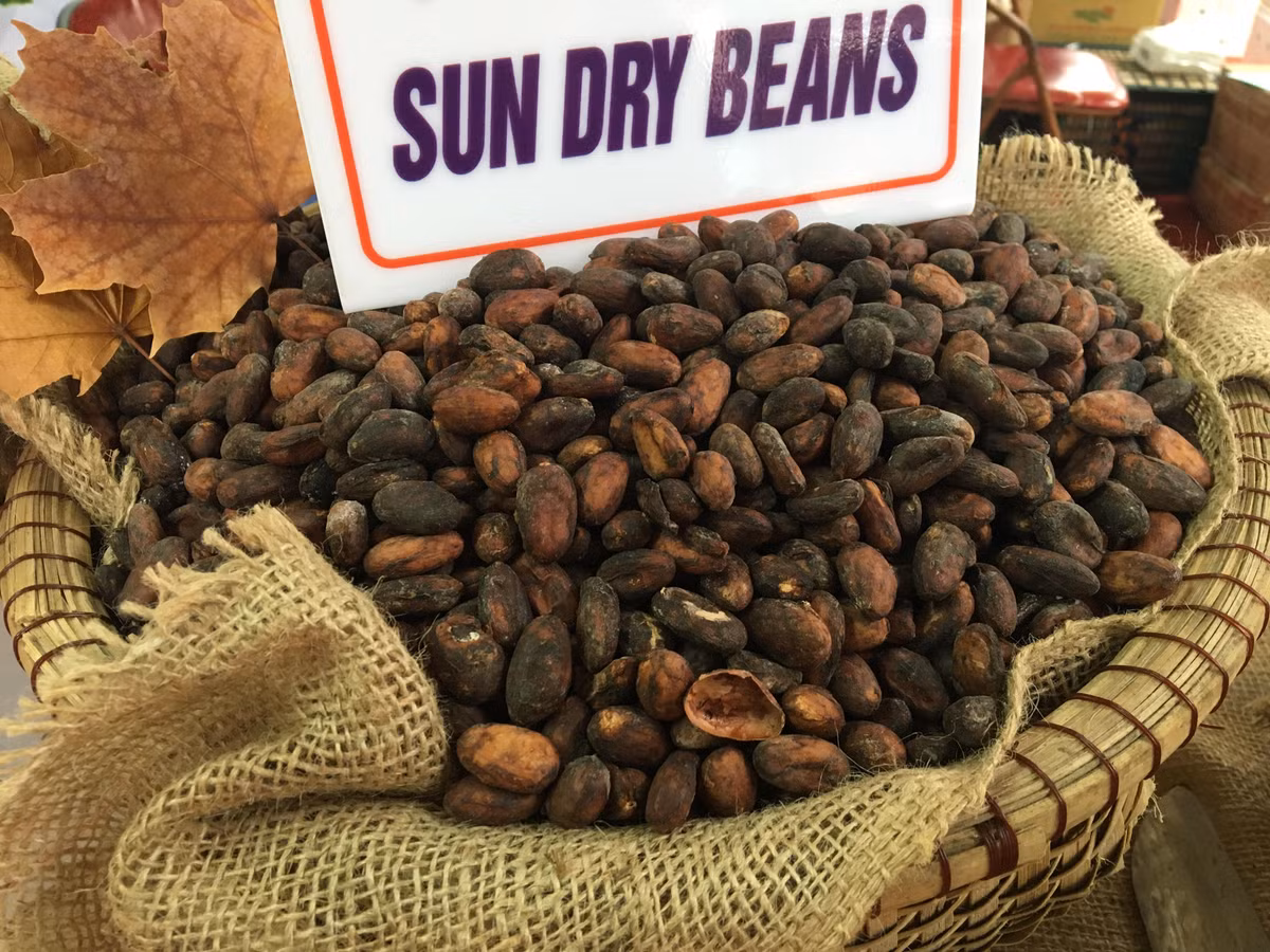 Hạt ca cao khô sau khi thu hoạch sẽ được chế biến thành bột ca cao thông dụng thường được sử dụng trong giải khát và chế biến nhiều món ăn khác.