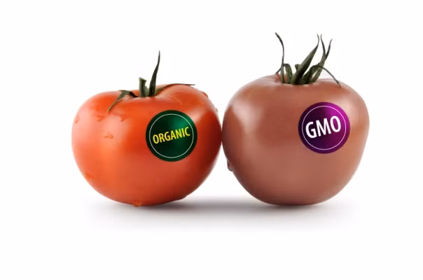 Dù các chuyên gia về sinh học, giống cây trồng và y tế khẳng định thực phẩm biến đổi gen không đáng lo ngại. Nó an toàn với sức khỏe con người. Việc bạn sử dụng và ăn những loại thực phẩm biến đổi gen không làm bạn bị biến đổi gen như thông tin đồn thổi trên mạng xã hội... Ảnh: Genk