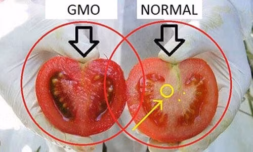 Cà chua biến đổi gen thường chín một cách đồng đều, màu sắc đậm hơn hẳn so với cà chua tự nhiên. Khi bổ đôi ra, phần lõi giữa của quả cà chua bình thường nhiều hơn và có màu nhạt hơn, chứ không đỏ đều như cà chua đã biến đổi gen (GMO). Ảnh: Whydontyoutrythis