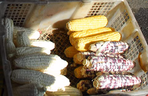 Nếu là ngô biến đổi gen bắp ngô thường to đều, đẹp mã hơn. Còn ngô chưa biến đổi gen thì bắp ngô thường không đều và bị sâu nhiều hơn. Cây ngô biến đổi gen thường không bị chết khi phun thuốc diệt cỏ liên tiếp, ngô thường sẽ chết. Ảnh: Tieudungplus.