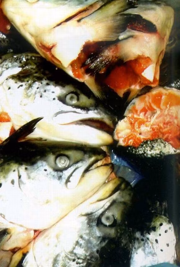 Thực tế những cô gái bốc mùi ở trên là do mắc phải hội chứng Trimethylaminuria.