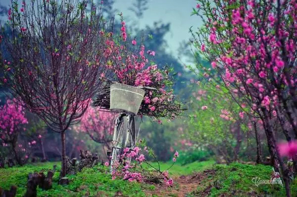 nhung cau chuc tet doc la hai huoc cua gioi tre hinh anh 2