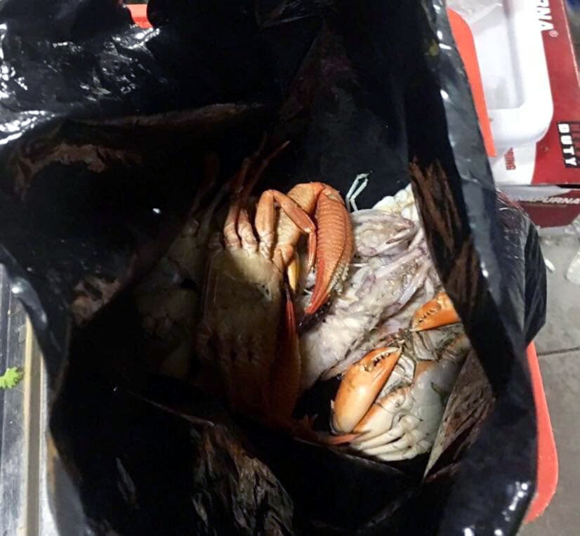 An buffet hai san, thu tui nilon mang ve chuc con ghe, 1,5kg be be