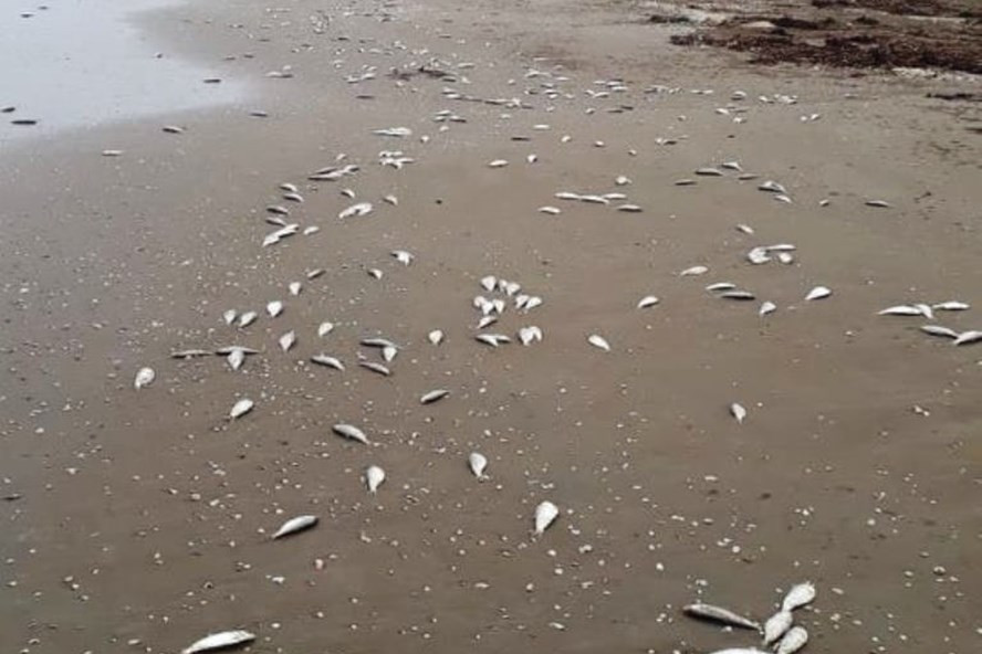 Ca chet dat vao bo bien Ha Tinh trai dai khoang 4km