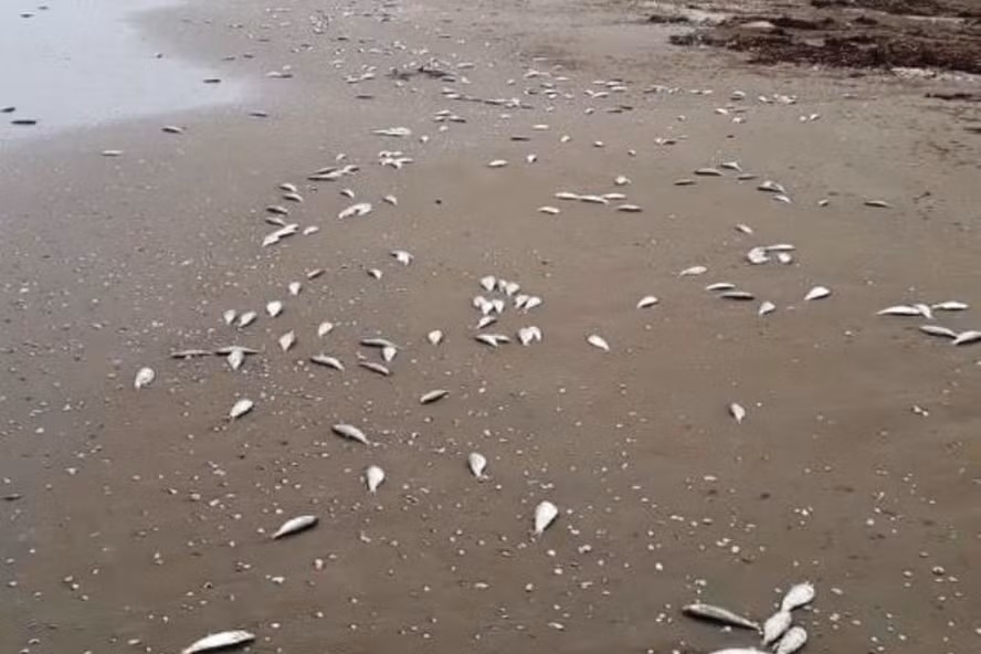 Ca chet dat vao bo bien Ha Tinh trai dai khoang 4km