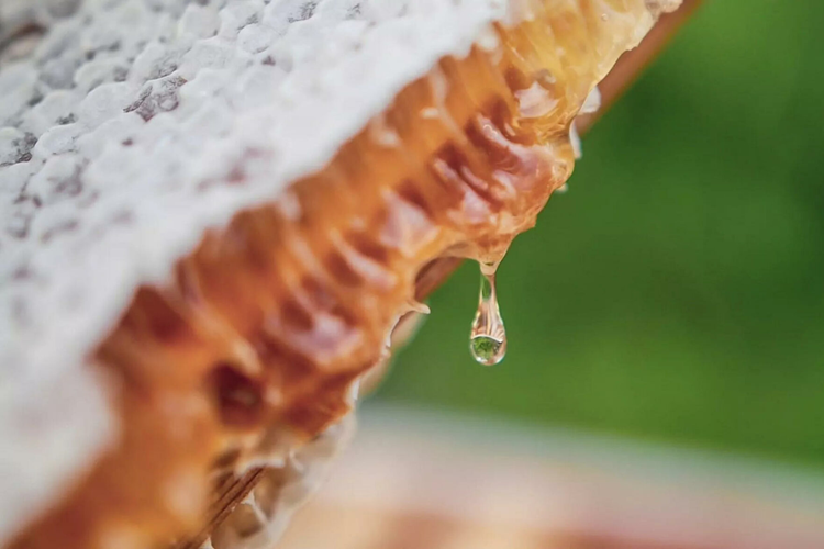 Thời gian đầu, chỉ có 2 tổ ong được hình thành, làm nơi cư trú của hơn 120.000 cá thể ong. Đến nay, số lượng tổ ong đã nhanh chóng tăng lên tới 17 trong khi số ong cũng tăng lên tới hơn 1 triệu cá thể, khiến cho việc thu hoạch mật ong với nhãn hiệu mật ong Bentley Honey vô cùng sôi động.