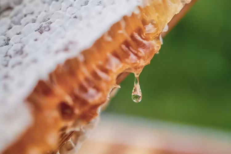 Thời gian đầu, chỉ có 2 tổ ong được hình thành, làm nơi cư trú của hơn 120.000 cá thể ong. Đến nay, số lượng tổ ong đã nhanh chóng tăng lên tới 17 trong khi số ong cũng tăng lên tới hơn 1 triệu cá thể, khiến cho việc thu hoạch mật ong với nhãn hiệu mật ong Bentley Honey vô cùng sôi động.