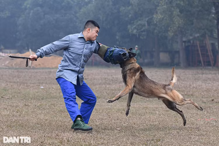 Chó chiến đấu ngoài môn huấn luyện thể lực, còn cần nhiều kỹ năng khác như truy vết, đường vết của những vụ án có thể lên tới 5km. Có những vụ việc chó chiến đấu phải lùng sục trong phạm vi khoảng vài chục nghìn mét, tuần tra trên cung đường vài kilomet để phát hiện đối tượng chia cắt nguồn hơi. Khi được lệnh tấn công, chó chiến đấu sẵn sàng xông lên cắn đối tượng một cách rất dũng mãnh.