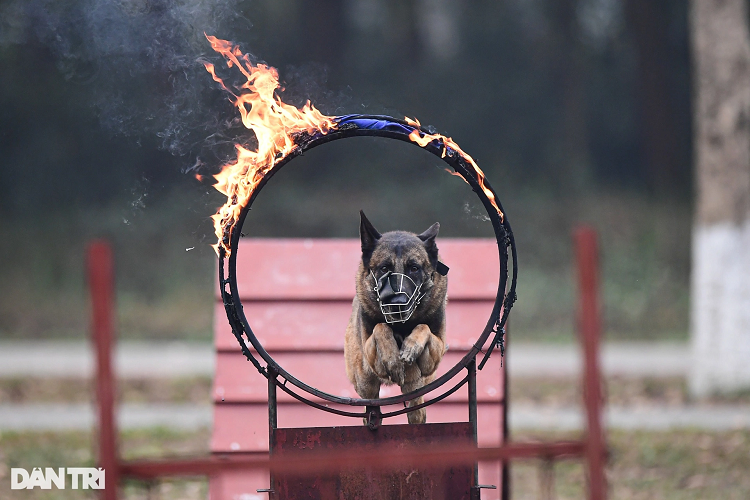 Những chú chó được lựa chọn để huấn luyện thành chó nghiệp vụ chiến đấu đòi hỏi phải có thần kinh mạnh, linh hoạt, sẵn sàng sủa và cắn. Những chú chó nhút nhát quá sẽ không được lựa chọn để huấn luyện chuyên ngành này. Chó huấn luyện chiến đấu đòi hỏi phải có thể lực tốt thì mới có thể vượt qua những bài học khắc nghiệt như nhảy qua vòng lửa.