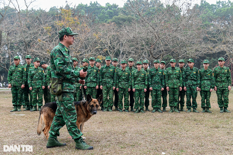 Thiếu tá Trần Quốc Hương - Cụm trưởng Cụm cơ động 1 Trường Trung cấp 24 Biên phòng cho biết: "Năm nay nhà trường nhận chỉ tiêu huấn luyện 50 chó chiến đấu, 50 chó phát hiện ma túy. Sang năm chỉ tiêu cho 2 chuyên ngành này có thể tăng hoặc giảm tùy theo nhu cầu của các tỉnh, cấp trên giao".