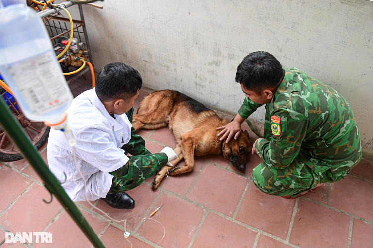 Thiếu tá Nguyễn Văn Hưởng - Huấn luyện viên Khoa Giám biệt nguồn hơi cho biết, chú chó Pôka này đã bị thương khi làm nhiệm vụ tìm kiếm cứu nạn ở Thổ Nhĩ Kỳ vừa qua. Pôka bị thương do dẫm vào mảnh kính vỡ. Lúc đó, Pôka đã được Thiếu tá Hưởng băng tạm cầm máu và tiếp tục thực hiện nhiệm vụ. Pôka được đánh giá là một trong những chú chó xuất sắc của đội tìm kiếm cứu nạn khi thực hiện nhiệm vụ ở Thổ Nhĩ Kỳ. Trước đó, Pôka cùng toàn đội đã từng thực hiện nhiệm vụ tìm kiếm nạn nhân trong vụ sạt lở ở thủy điện Rào Trăng 3 (Thừa Thiên Huế) vào năm 2020.