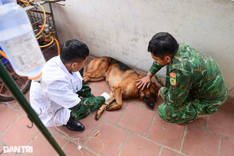 Thiếu tá Nguyễn Văn Hưởng - Huấn luyện viên Khoa Giám biệt nguồn hơi cho biết, chú chó Pôka này đã bị thương khi làm nhiệm vụ tìm kiếm cứu nạn ở Thổ Nhĩ Kỳ vừa qua. Pôka bị thương do dẫm vào mảnh kính vỡ. Lúc đó, Pôka đã được Thiếu tá Hưởng băng tạm cầm máu và tiếp tục thực hiện nhiệm vụ. Pôka được đánh giá là một trong những chú chó xuất sắc của đội tìm kiếm cứu nạn khi thực hiện nhiệm vụ ở Thổ Nhĩ Kỳ. Trước đó, Pôka cùng toàn đội đã từng thực hiện nhiệm vụ tìm kiếm nạn nhân trong vụ sạt lở ở thủy điện Rào Trăng 3 (Thừa Thiên Huế) vào năm 2020.