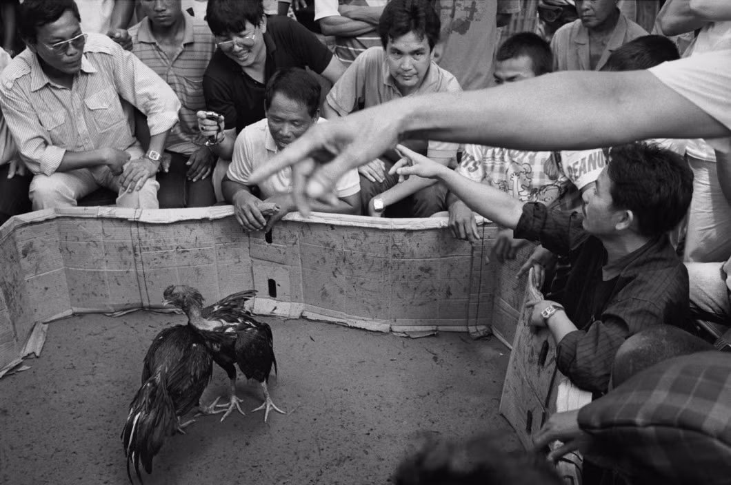 Một cuộc chọi gà "chui" ở Vientiane ngày 16/9/1993. Ảnh: John Vink / Magnum Photos.