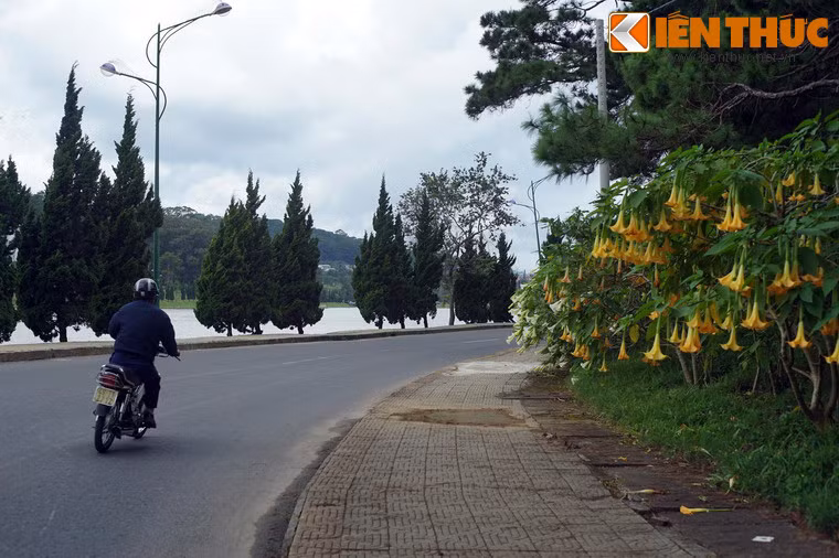 Trong những năm qua, ở Việt Nam đã ghi nhận một số trường hợp ngộ độc scopolamine do ăn phải hoa chuông, do những thông tin thất thiệt về công dụng của loại hoa này lan truyền trong cộng đồng.