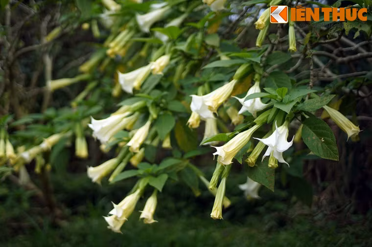 Các bác sĩ cảnh báo, tất cả các bộ phận của cây hoa chuông đều chứa độc tố cực mạnh, có thể dẫn đến ngộ độc sau khi ăn.