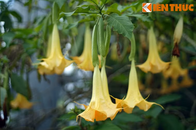 Theo các nghiên cứu, scopolamine có tác dụng gây mê, đồng thời có khả năng làm mất đi thần trí của con người và đưa con người vào trạng thái bị thôi miên.