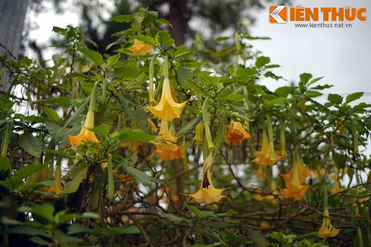 Một số hình ảnh khác về loài hoa "hơi thở của quỷ”.