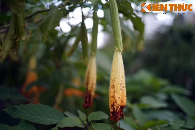 Điều này khiến scopolamine trở thành loại độc dược đáng sợ mà tội phạm thường dùng để xóa trí nhớ và làm mất ý thức tạm thời của nạn nhân.